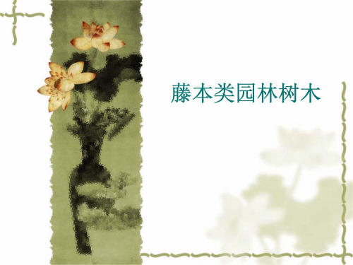 藤本类园林树木