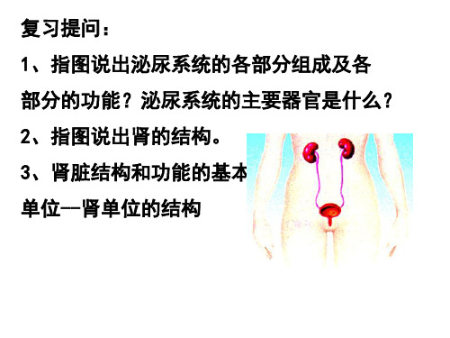 苏教版七下生物 11.2人体废物的排出 课件   (共34张PPT)