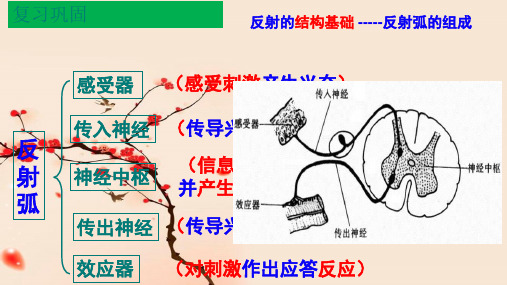 2 .3 神经冲动的产生和传导【新教材】新人教版(2020)高中生物选择性必修一课件(共45张PPT)