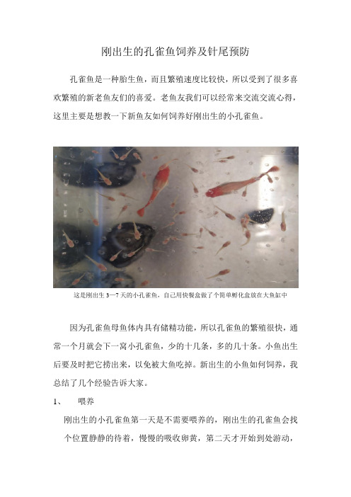 刚出生的孔雀鱼怎么样,如何防止针尾