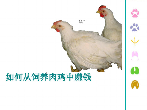 如何从饲养肉鸡中赚钱