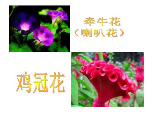 沪教版二年级下册《喇叭花》
