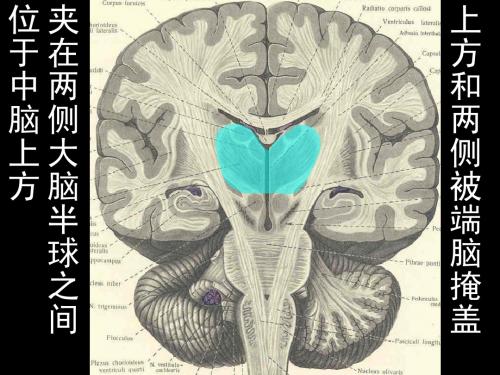 07间脑