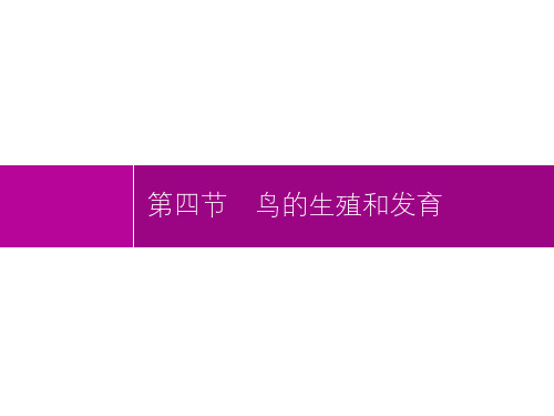 2020初中生物八下第七单元第一章复习资料：第四节 鸟的生殖和发育