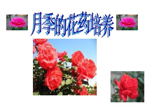 3.2《月季的花药培养》课件