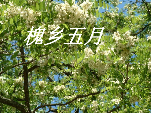 槐乡五月推荐(课堂PPT)