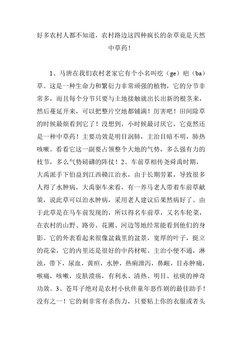 好多农村人都不知道,农村路边这四种疯长的杂草竟是天然中草药!