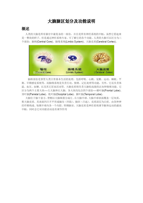 各脑区划分及功能
