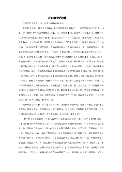 太阳鱼的智慧