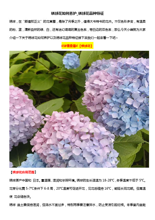 绣球花如何养护_绣球花品种特征
