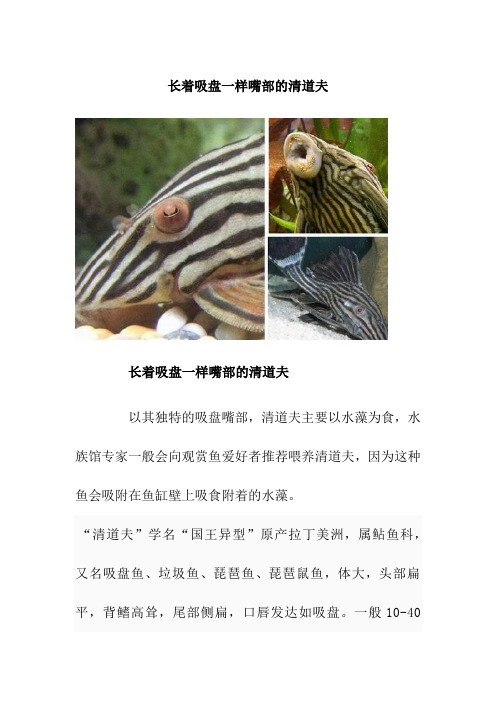 【课外阅读】长着吸盘一样嘴部的清道夫