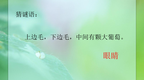 苏教版小学一年级下册第3课《叶子的眼睛》