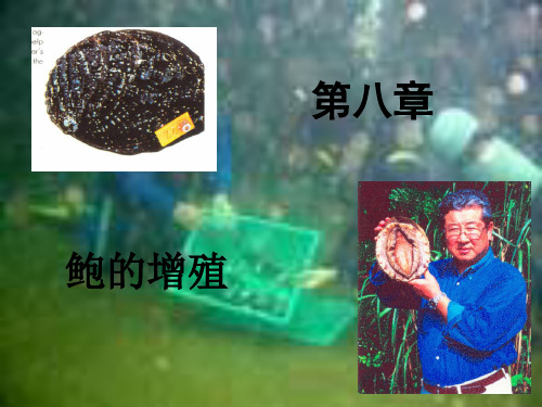 8-1鲍鱼——增殖资源学课件PPT