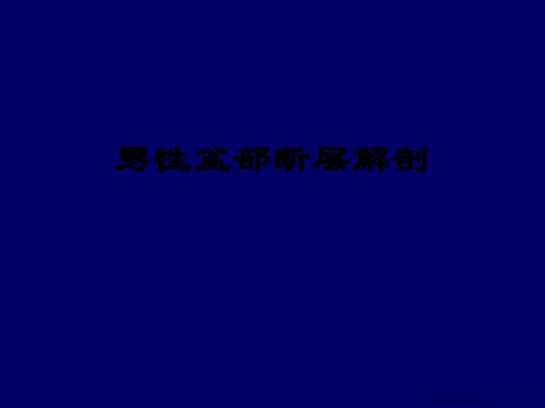 男性盆部断层解剖