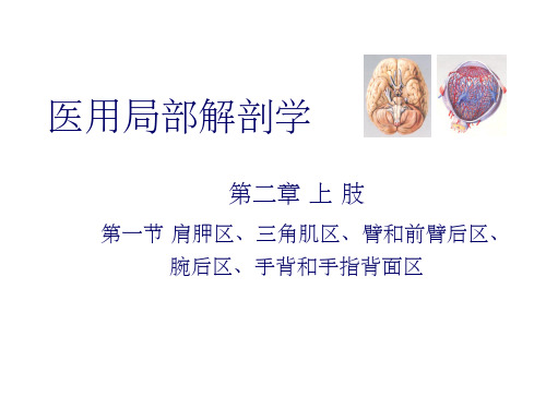 肩胛区、三角肌区、臂和前臂后区ppt课件