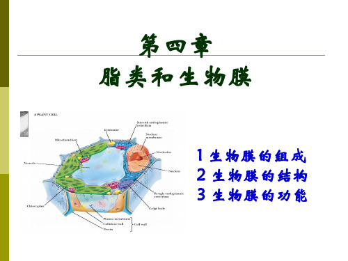 生物膜12——生物化学课件PPT
