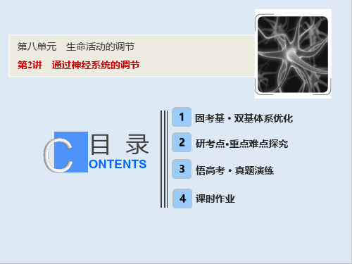 2019版一轮优化探究生物(人教版)课件：第八单元 第2讲 通过神经系统的调节 