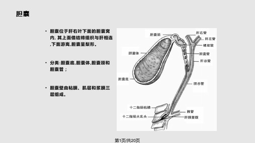 胆囊结石的治疗PPT课件