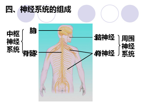 生物：第6章人体生命活动的调节复习课件(人教版七年级下)