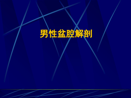 男性盆腔解剖 ppt课件