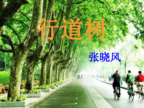 《行道树》课件ppt完整版