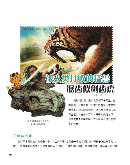 被人类打败的猛兽——锯齿似剑齿虎