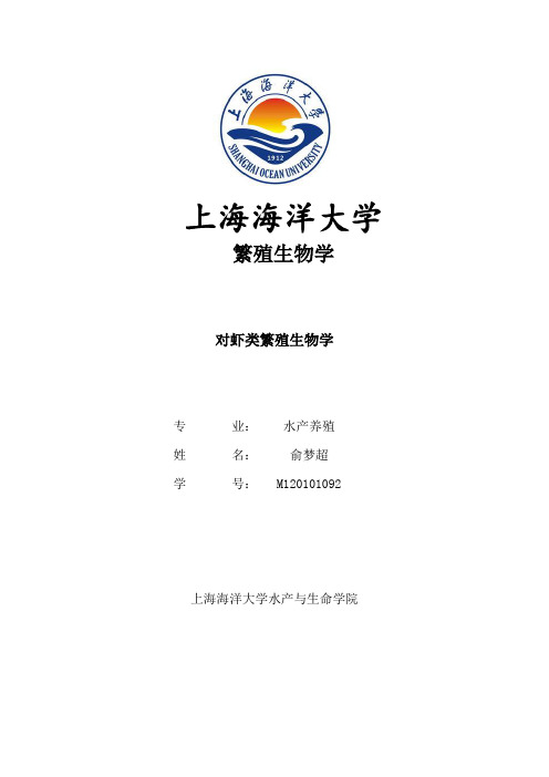 对虾