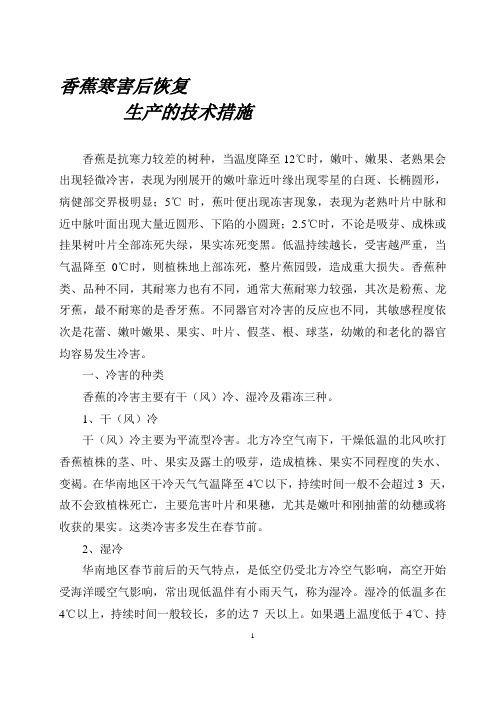 橡胶香蕉恢复生产的技术措施