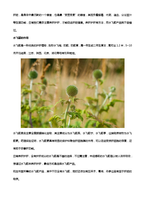 养肝护肝,水飞蓟和这五种方法值得一试