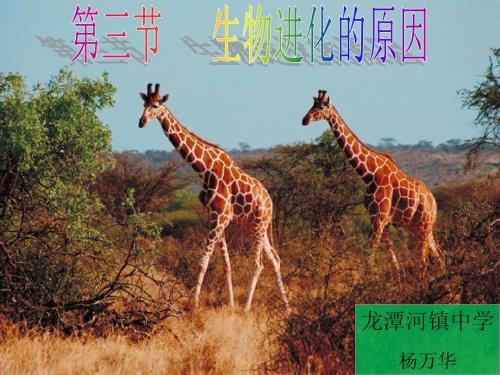 演示文稿看看