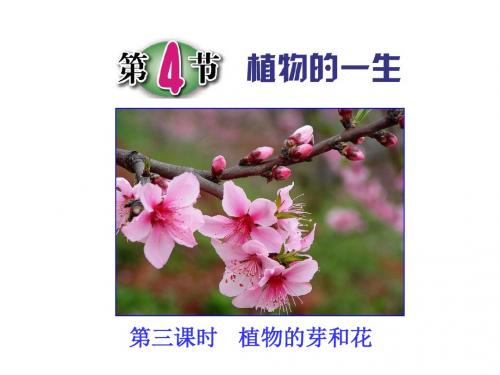第4节 植物的一生(第三课时)