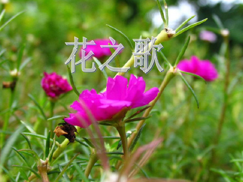部编版六年级语文上册第4课古诗词三首《花之歌》PPT课件【先学后教】