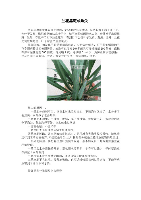 兰花黑斑或焦尖