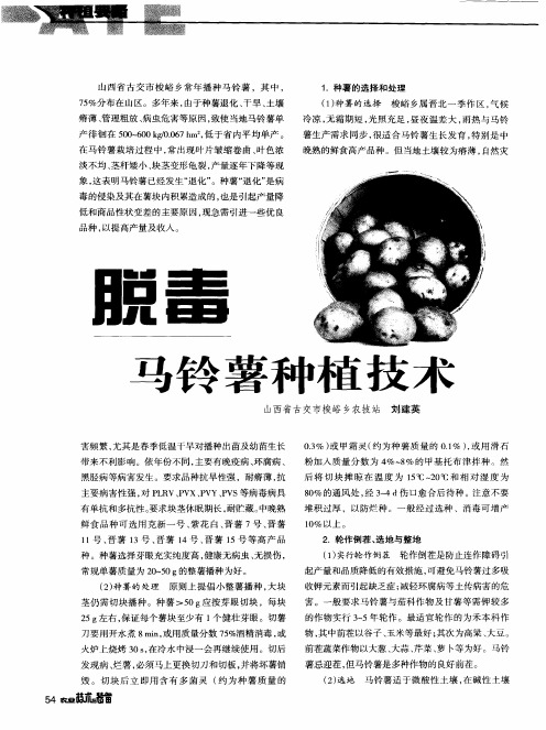 脱毒马铃薯种植技术