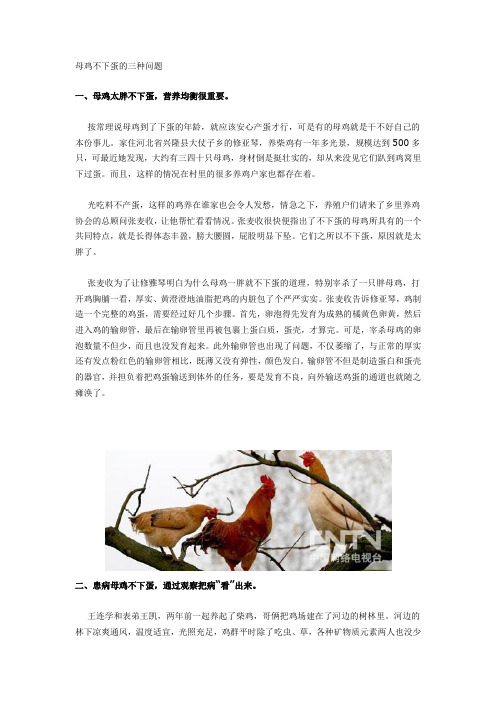 母鸡不下蛋的三种问题