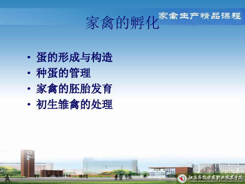 家禽孵化