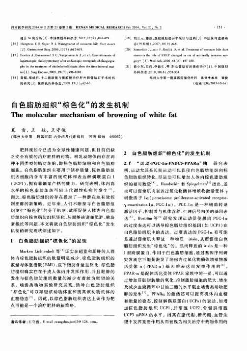 白色脂肪组织“棕色化”的发生机制