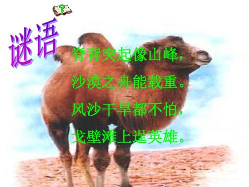 16《找骆驼》ppt课件