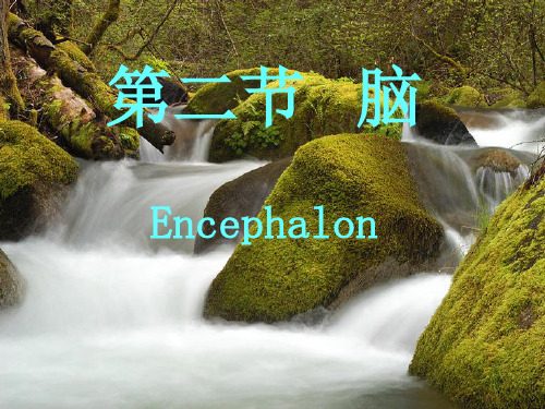 脑干、小脑、间脑
