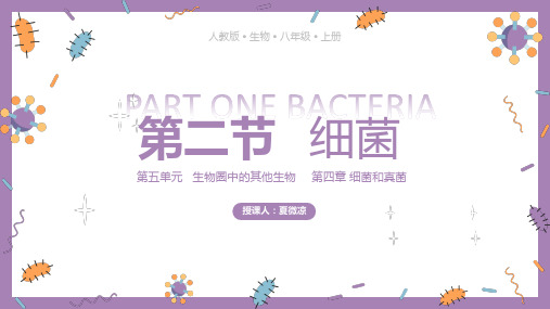 八年级生物上册第四章第二节细菌课件PPT