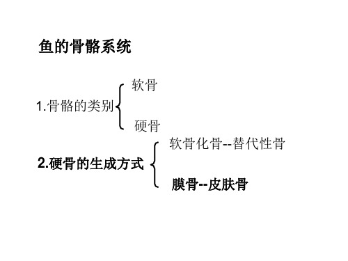 鱼的骨骼系统