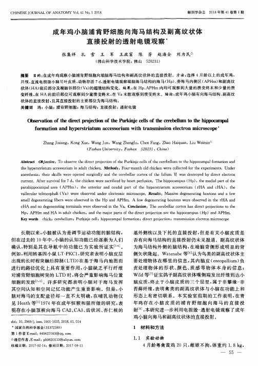 成年鸡小脑浦肯野细胞向海马结构及副高纹状体直接投射的透射电镜观察