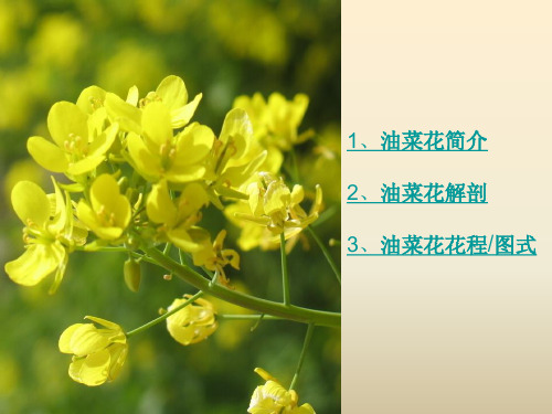 油菜花