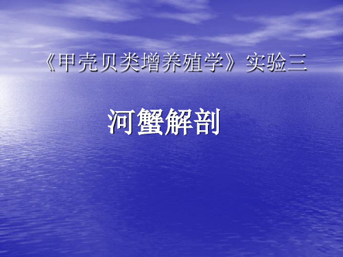 河蟹解剖