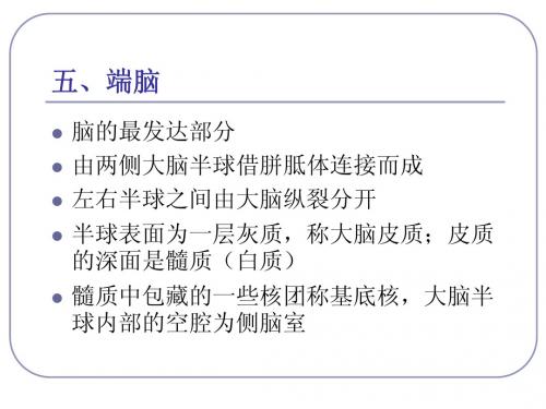 端  脑