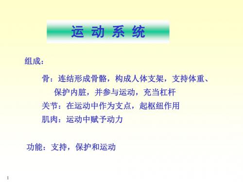 系统解剖骨学和关节学