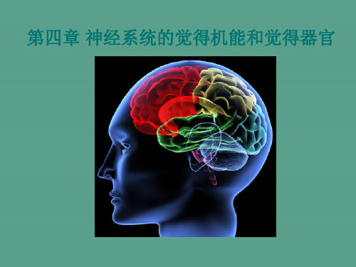 动物生理学第9章感觉机能和感觉器官ppt课件