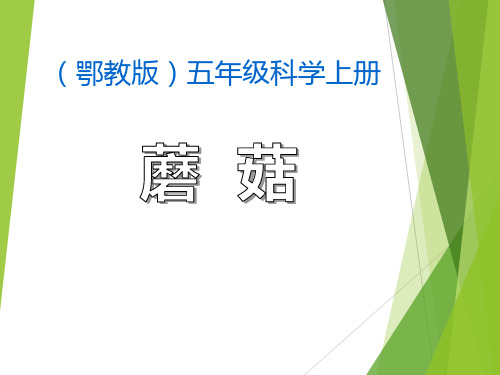 《蘑菇》走进树林PPT课件2