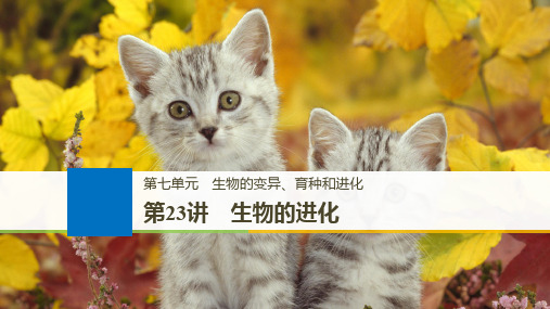 2019届高三一轮复习备考生物苏教专版一体资料课件：第七单元 生物的变异、育种和进化 第23讲 