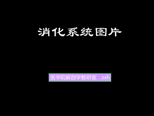 消化系统图片